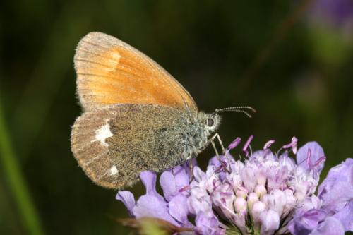 Réf. 23 248 : Coenonympha glycerion