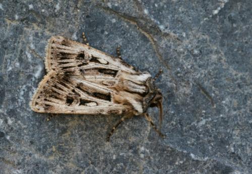 Réf. 23 803 : Agrotis fatidica
