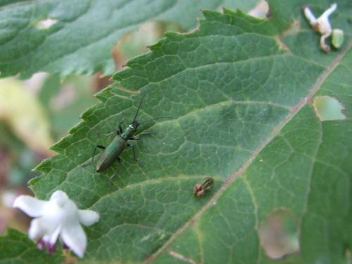 Chrysanthia viridissima