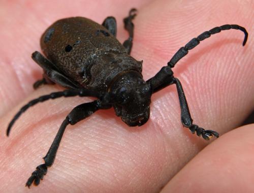 Herophila tristis