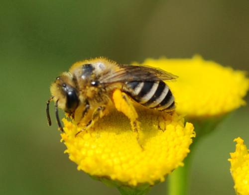 Colletes sp.