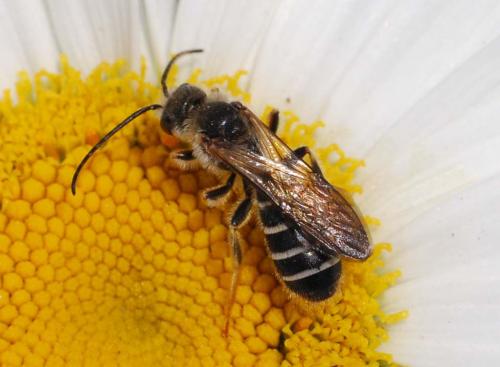 Halictus quadricinctus