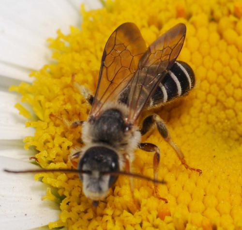 Halictus quadricinctus