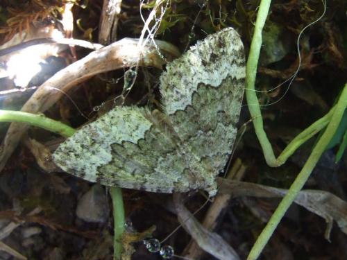 Colostygia sp.