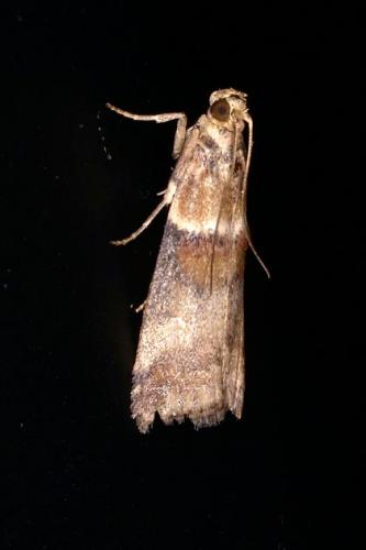 Réf. 23 093 : Acrobasis sp.