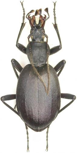 Réf. 23 731 : Cychrus italicus
