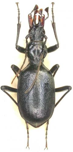 Cychrus angustatus