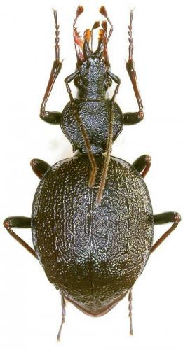 Cychrus dufouri