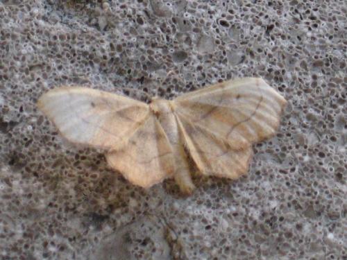 Idaea emarginata