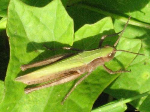 Réf. 23 877 : Chorthippus dorsatus dorsatus