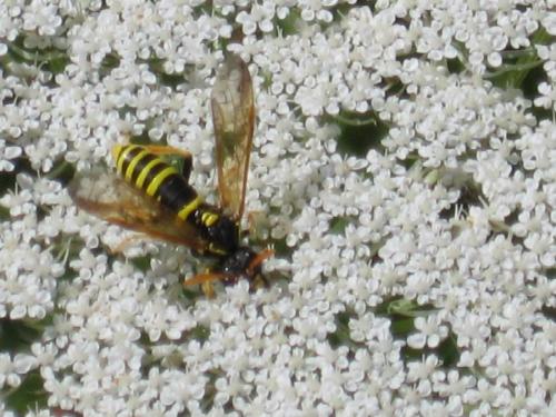 Réf. 23 484 : Tenthredo scrophulariae