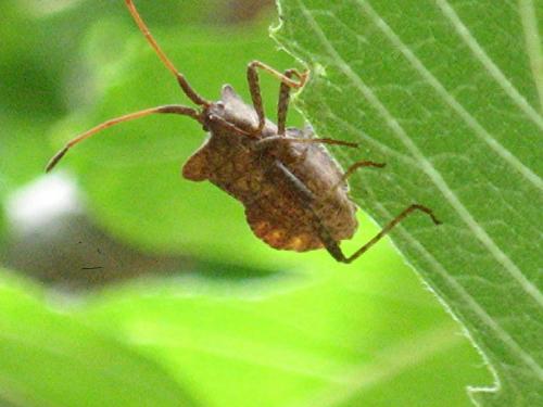 Coreus marginatus