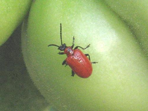 Lilioceris lilii
