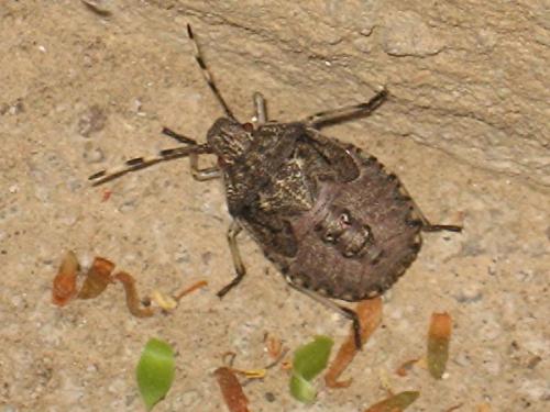Rhaphigaster nebulosa