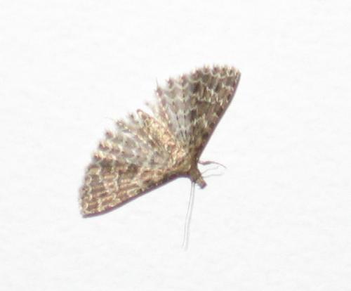 Alucita sp.