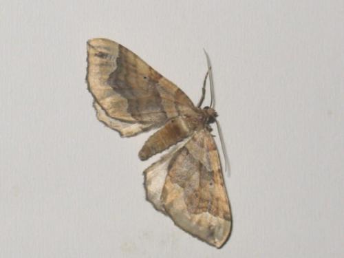 Réf. 23 545 : Pelurga comitata