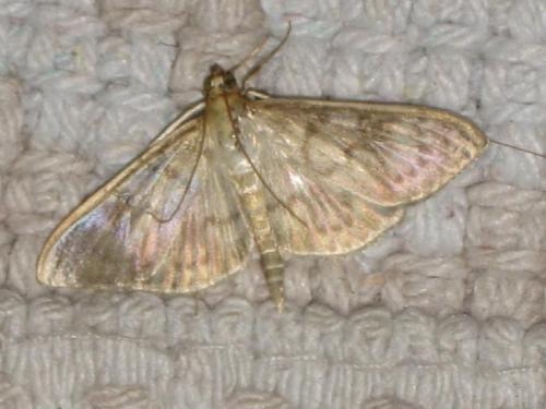 Réf. 23 609 : Pleuroptya ruralis