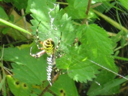 Argiope bruennichi