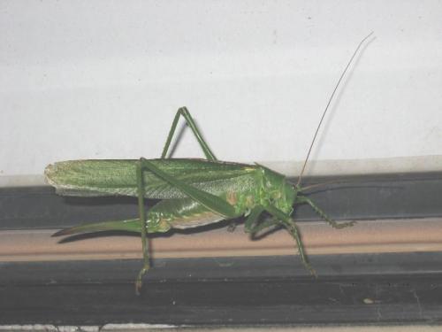 Tettigonia viridissima