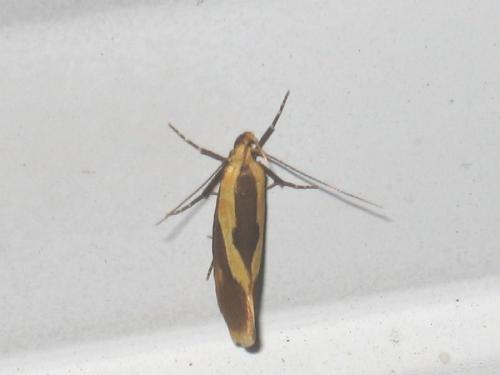 Harpella forficella