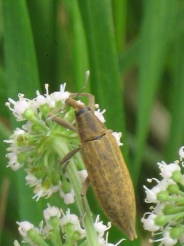 Réf. 23 453 : Lixus iridis
