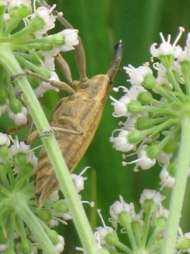 Lixus iridis