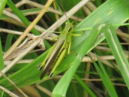 Réf. 23 726 : Stethophyma grossum
