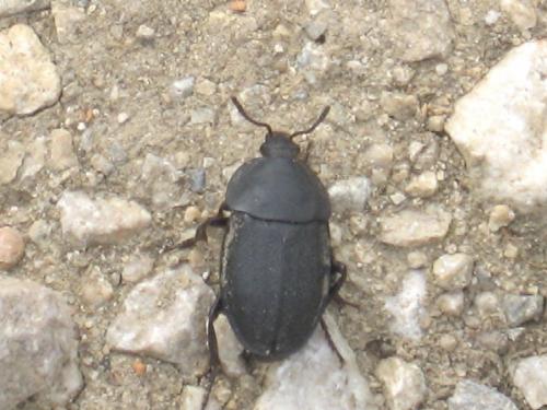 Réf. 23 931 : Silpha obscura