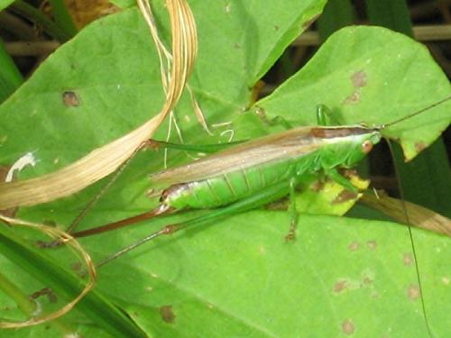 Réf. 23 710 : Conocephalus fuscus