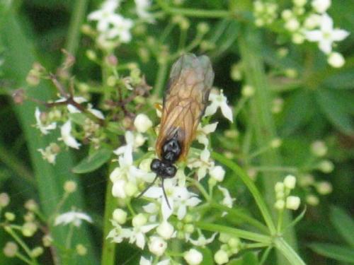 Athalia sp.