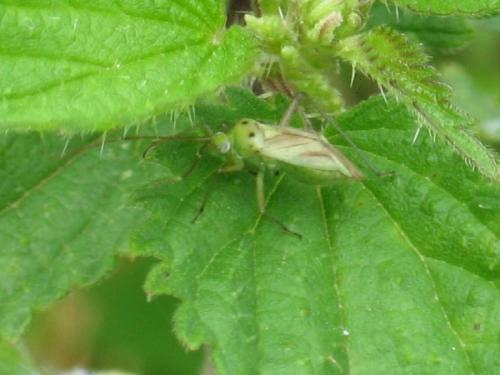 Adelphocoris sp.