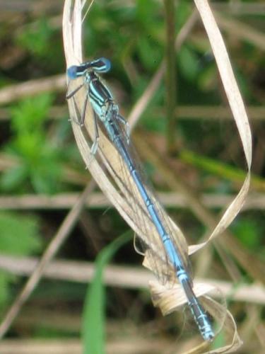 Réf. 23 396 : Platycnemis pennipes