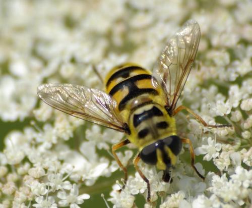 Réf. 23 506 : Myathropa florea
