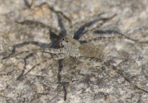 Pardosa wagleri