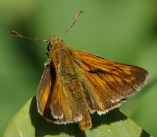 Ochlodes sylvanus