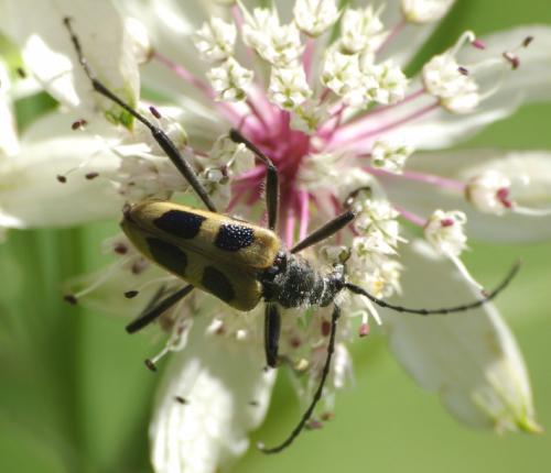 Réf. 23 432 : Pachyta quadrimaculata