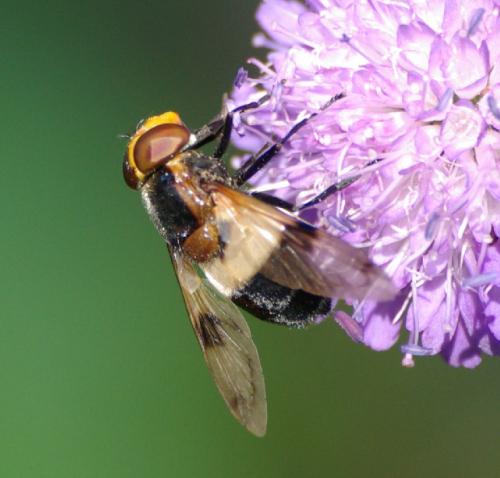 Volucella pellucens