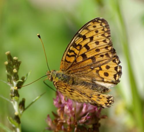 Argynnis aglaja