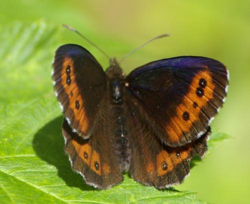 Erebia ligea