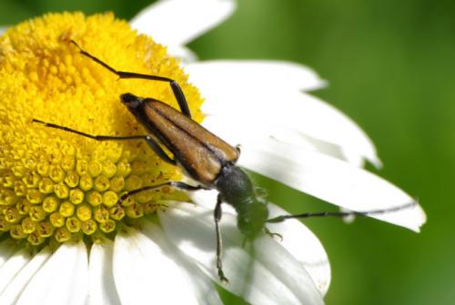 Anastrangalia dubia