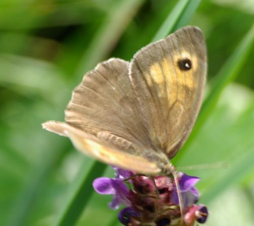 Maniola jurtina