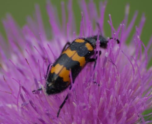 Réf. 23 043 : Mylabris variabilis