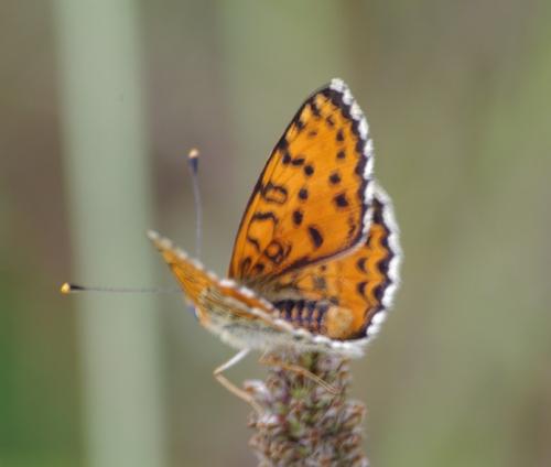 Melitaea didyma
