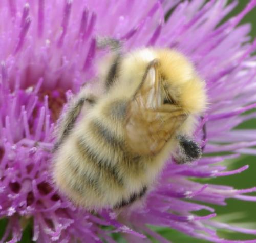 Bombus sp.