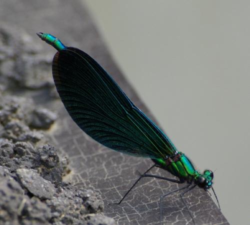 Calopteryx virgo