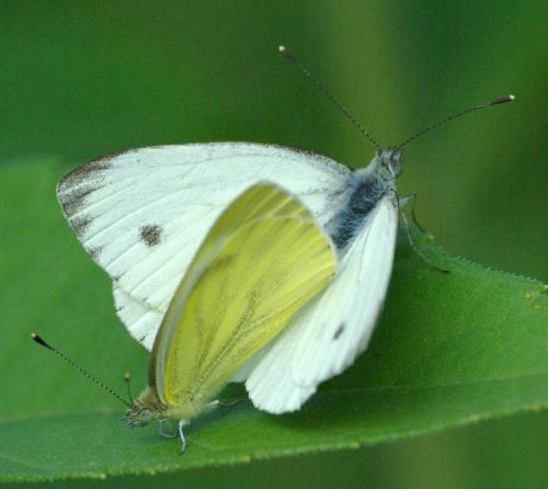photo de papillon