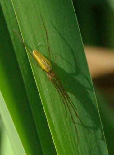 Réf. 23 311 : Tetragnatha extensa