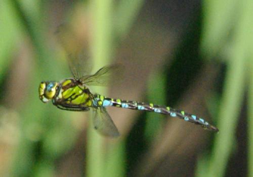 Aeshna cyanea