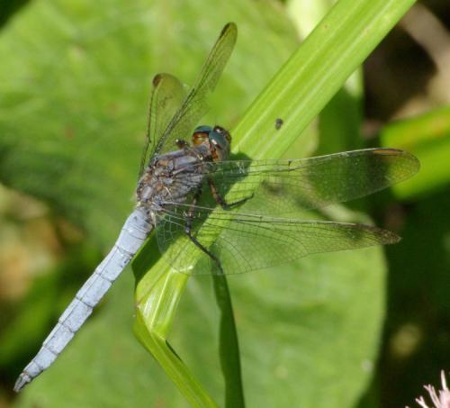 Réf. 23 308 : Orthetrum coerulescens
