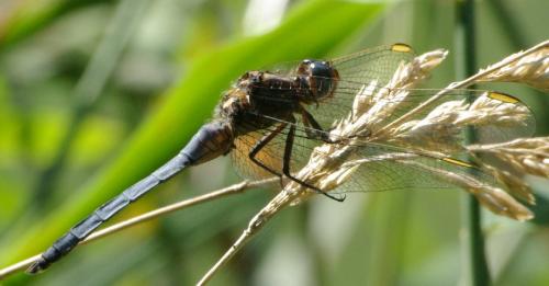 Orthetrum coerulescens